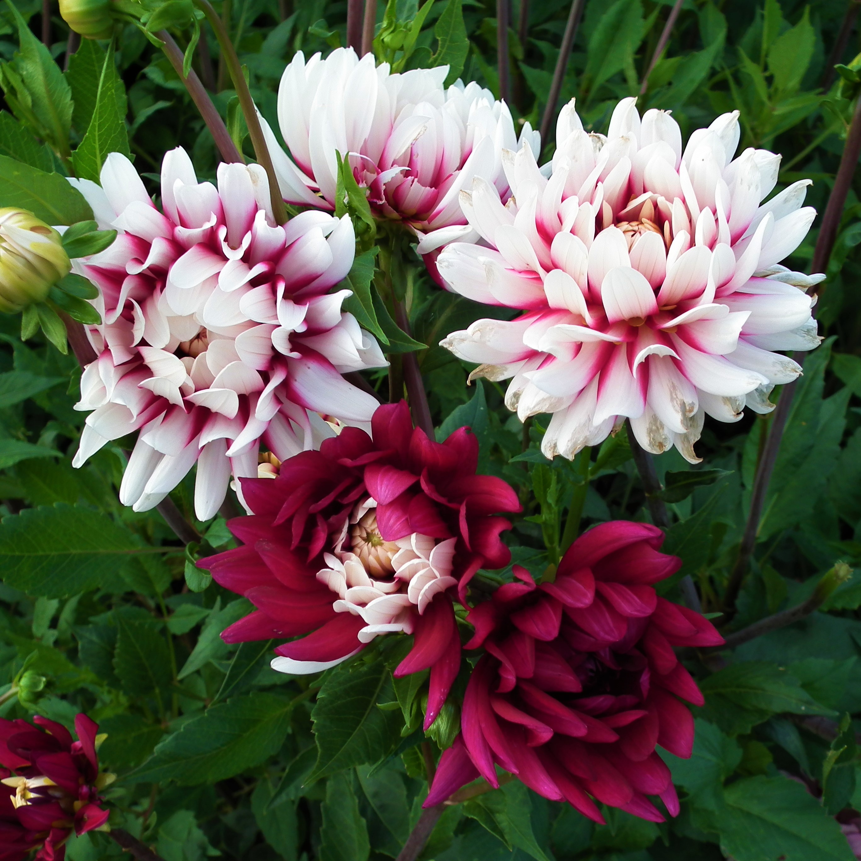 Dahlia Rebecca's World